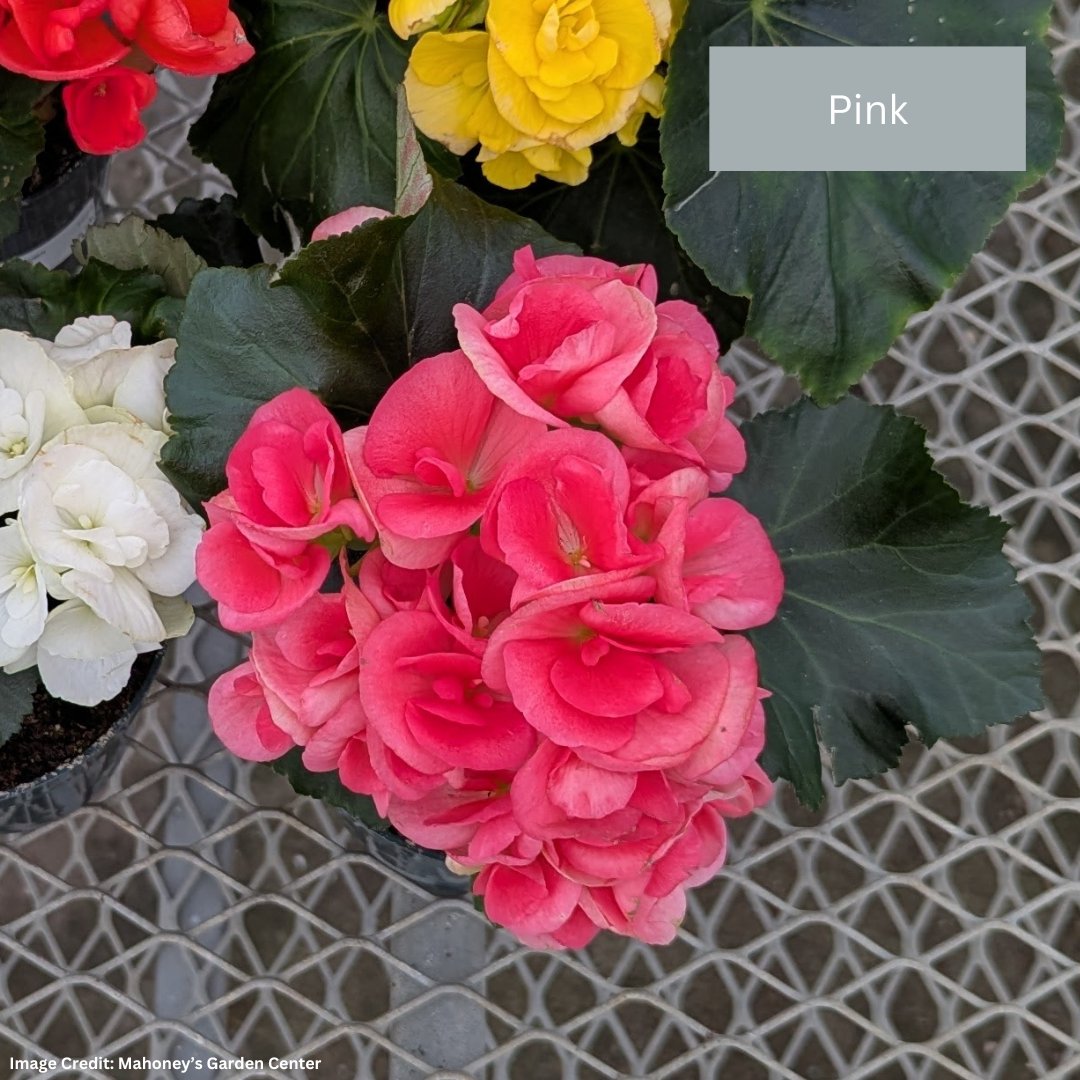 Begonia Rieger – 4″ / 4.5″